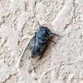Large cicada on a stone wall Royalty Free Stock Photo