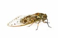 Large cicada on white background