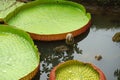 Large circle Victoria waterlily leaves in the pond Royalty Free Stock Photo