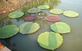 Large circle Victoria waterlily leaves in the pond Royalty Free Stock Photo