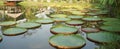 Large circle Victoria waterlily leaves in the pond Royalty Free Stock Photo