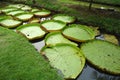 Large circle Victoria waterlily leaves in the pond Royalty Free Stock Photo