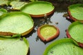 Large circle Victoria waterlily leaves in the pond Royalty Free Stock Photo