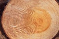 Large circular piece of wood cross section with tree rings