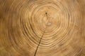 Large circular piece of wood cross section with tree ring texture pattern and cracks