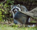 A Wild city Raccoons scrounge for food. Royalty Free Stock Photo