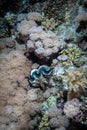 A large clam in a coral reef in the Red Sea