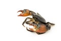 Large claw Mud Crab Royalty Free Stock Photo