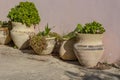 Large clay pots with plants stand against the old wall of the building.Close up Royalty Free Stock Photo