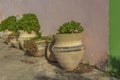 Large clay pots with plants stand against the old wall of the building.Close up Royalty Free Stock Photo