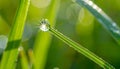 A single dew drop glistens on the tip of a green grass blade with tiny hairs Royalty Free Stock Photo
