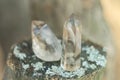 Large clear pure transparent great royal crystal of quartz chalcedony diamond brilliant on nature blurred bokeh background closeup