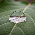 A large, clear water droplet rests on the surface of a green leaf Royalty Free Stock Photo