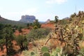 Panorama of the Grand Canyon National Park with Joshua Tree Royalty Free Stock Photo