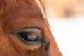 A large close background of the red horse& x27;s eyes. Eyelashes are visible.