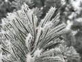 A large close-up of a frozen coniferous twig