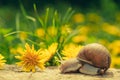 Large snail along wooden cover Royalty Free Stock Photo