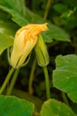 Large closed orange zucchini flower, soft focus. Pumpkin blossom big yellow flower. Beautiful wildflowers close-up Royalty Free Stock Photo