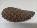 A Large Closed Pine Cone Laying on its Side Close Up Photograph