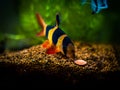 Large clown loach eating in fish tank with blurred background (Chromobotia macracanthus)