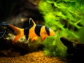 Large clown loach in fish tank with blurred background Chromobotia macracanthus