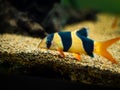 Large clown loach in fish tank Chromobotia macracanthus