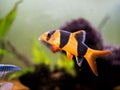 Large clown loach in fish tank Chromobotia macracanthus