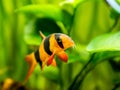 large clown loach isolated in fish tank (Chromobotia macracanthus)