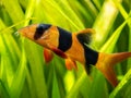 Large clown loach isolated in fish tank Chromobotia macracanthus with blurred background