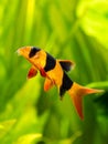 Large clown loach isolated in fish tank Chromobotia macracanthus with blurred background