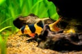 large clown loach isolated in fish tank (Chromobotia macracanthus) with blurred background