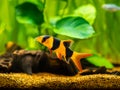 Large clown loach isolated in fish tank Chromobotia macracanthus with blurred background