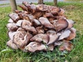 Large clump of wild mushrooms
