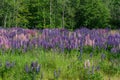 Large cluster of colorful lupin flowers in sunlight Royalty Free Stock Photo