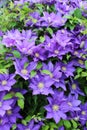 A Clematis Vine Filled With a Profusion of Purple Flowers