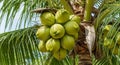 Cluster Of Green Coconuts Hanging From A Coconut Palm Tree With Fronds fruit tropical Royalty Free Stock Photo