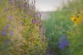 large cluster of Hoary Verbena in a local city park