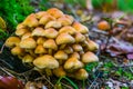 Large cluster of light brown galerina marginata mushrooms, Toxic fungus specie from Europe Royalty Free Stock Photo