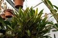 Large cluster of orchid leaves and roots hanging in a greenhouse. Low angle view.