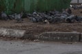 A large cluster of pigeons are eating leftovers, next to the trash.