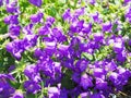 Purple Canterbury Bells Royalty Free Stock Photo