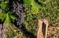 Large Cluster of Purple Grapes on the Vine in Loudon County, Virginia Royalty Free Stock Photo