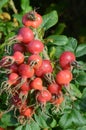 Large cluster with red Beach Rose.