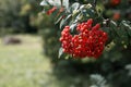 A large cluster of red mountain ash fruits on a branch with green leaves Royalty Free Stock Photo