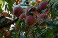 Ripe peaches in a tree