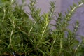 Rosemarry herb in cluster Royalty Free Stock Photo