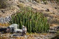 Large cluster of tall green cacti with purple fruit