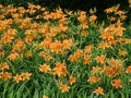 Large cluster of tiger lily flowers Royalty Free Stock Photo