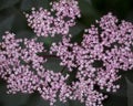 Large cluster of tiny pink star-shaped flowers with dark background