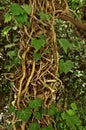 Large cluster of vined ivy roots crawling up trellis Royalty Free Stock Photo